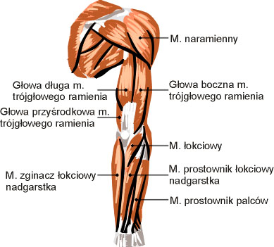 Mięśnie