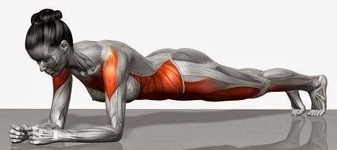 Plank - mięśnie biorące udział w ćwiczeniu